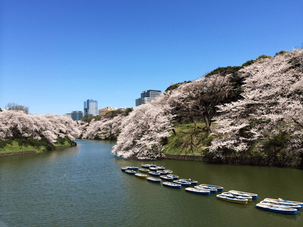 千鳥ヶ淵の桜