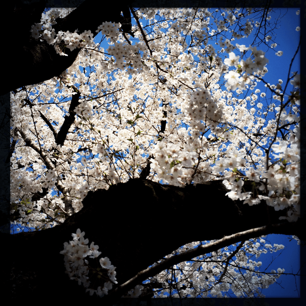千鳥ヶ淵 桜