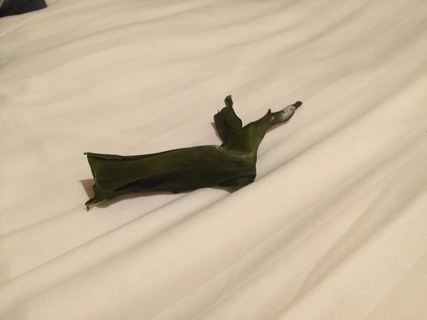 お土産で頂いたこんぶ