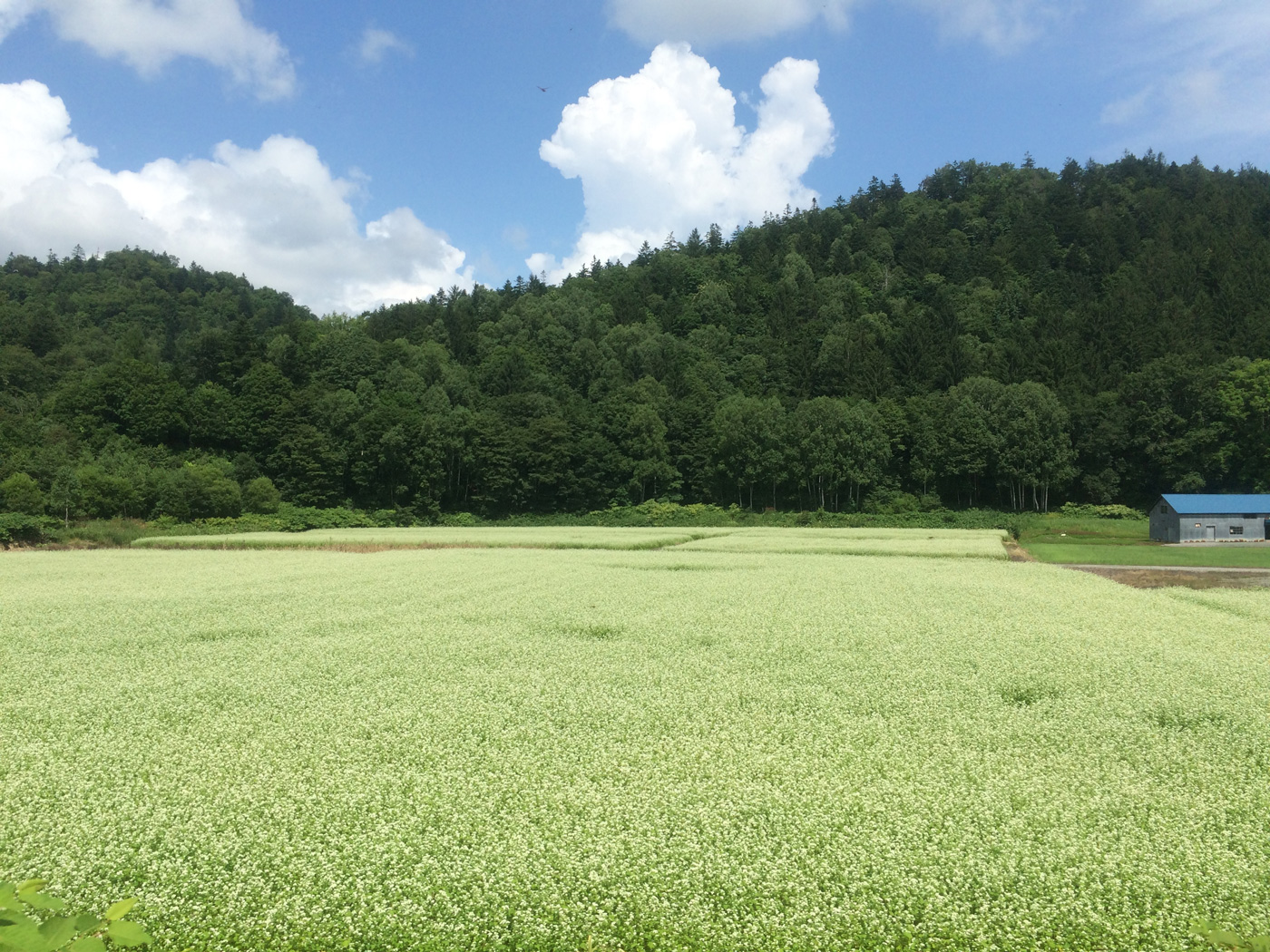 留萌本線 そば畑