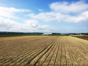 北見　タマネギ