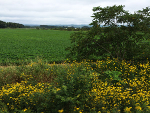 北海道の線路端の黄色い花