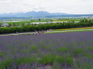ファーム富田　ラベンダー