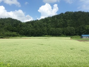 留萌本線　そば畑