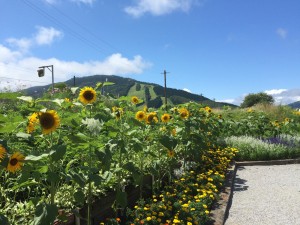 幌舞のひまわり