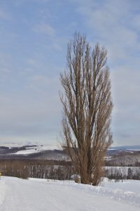 美瑛　雪のマイルドセブンの木