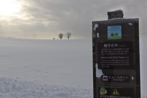 美瑛　雪の親子の木