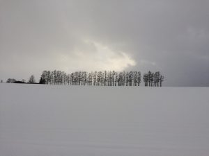 美瑛　雪のマイルドセブンの丘