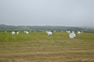 北海道　牧草ロール