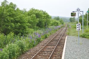 宗谷本線　勇知駅とルピナス