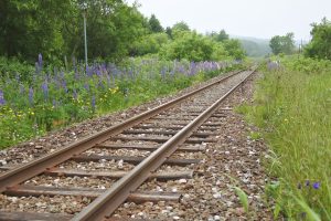 勇知駅　ルピナス