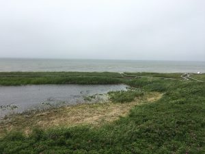 浜勇知園地　コウホネ