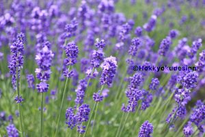 北海道富良野ラベンダー