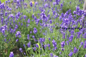 中富良野ラベンダー