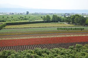 ファーム富田・お花畑