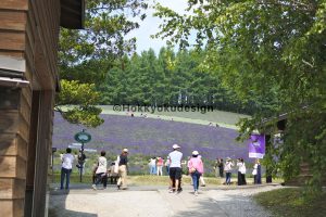 ファーム富田・トラディショナルラベンダー畑