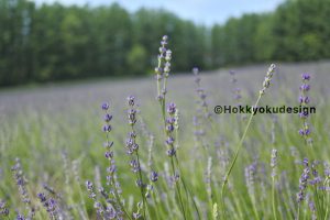 ファーム富田・おかむらさき