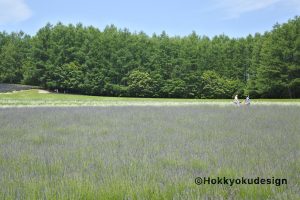 ファーム富田のラベンダー