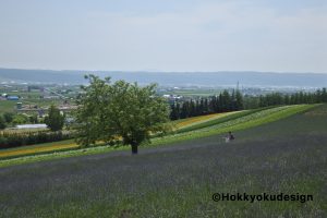 ファーム富田・彩りの畑のラベンダー