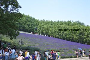 ラベンダーシーズンのファーム富田