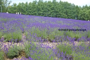 ファーム富田・トラディショナルラベンダー畑