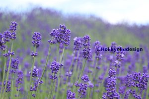 ファーム富田のラベンダー
