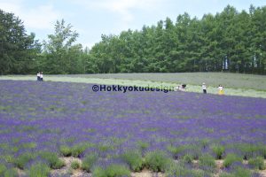 ファーム富田・トラディショナルラベンダー畑