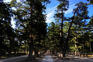 出雲大社　松の参道